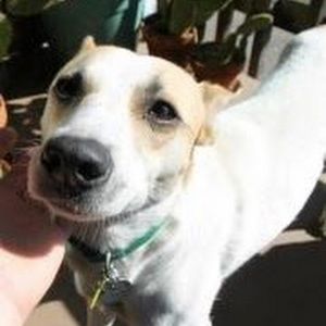 Meet your Posher, Molly